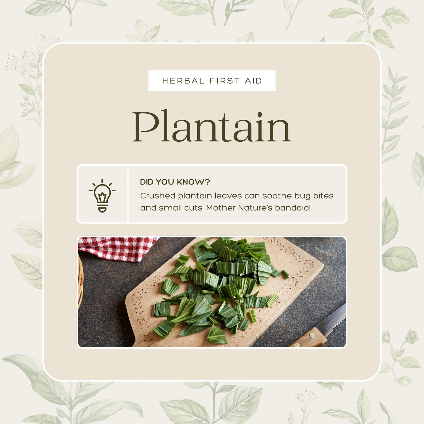 50 Herbal Wellness Social Media Templates | Editable Canva Templates | Holistic Health, Natural Remedies & Herbal Education - Social Canvas