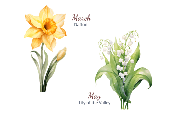 Birth Month Flower Clipart – Watercolor Floral PNGs for Each Month (MRR) - Social Canvas