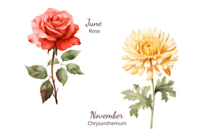 Birth Month Flower Clipart – Watercolor Floral PNGs for Each Month (MRR) - Social Canvas
