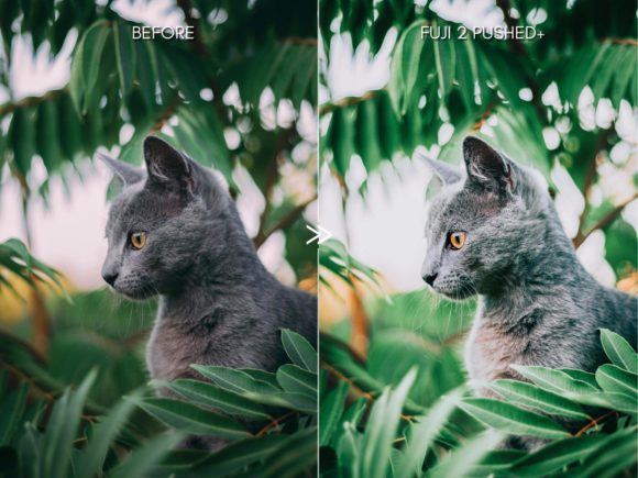 FUJIFILM-Inspired Lightroom Preset – Bright, Vibrant & Film-Look Tones