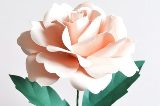 Garden Rose Paper Flower - Social Canvas